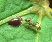Argentine Ant.jpg (37 KB) Argentine Ant (Linepithema Humile)