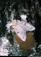 Gypsy moth.jpeg (13 KB) Gypsy Moth (Lymantria Dispar Dispar)