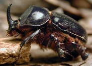 Rhinoceros Beetle.jpg (86 KB) Eastern Rhinoceros Beetle (Xyloryctes Jamaicensis)