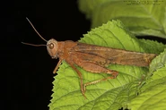 Carolina Grasshopper.jpg (60 KB) Carolina Grasshopper (Dissosteira Carolina)