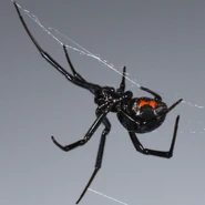 Latrodectus Hesperus.jpg (534 KB) Western Black Widow (Latrodectus Hesperus)