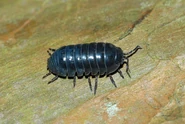 Pill-Bug.jpg (151 KB) Common Pill-Bug (Armadillidium Vulgare)
