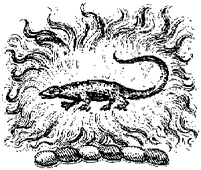 Folklore fire salamander
