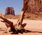 Barren Wasteland.jpeg