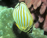 Ornate Butterflyfish (Chaetodon ornatissimus)