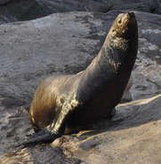 California Sea Lion (Zalophus californianus)