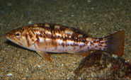 Kelp Bass (Paralabrax clathratus)