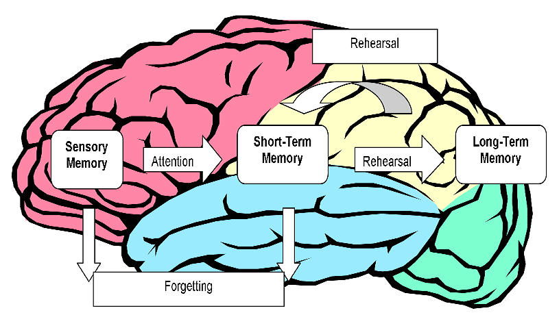 Brain zones