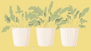 Plant Pots solved