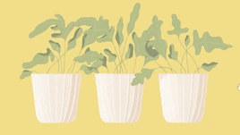 Plant Pots