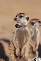 Rocket Dog the oldest meerkat still alive in the project and long-term dominant female of The Mayans 2007