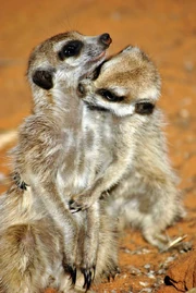 Erik grooming a female