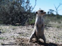 Rocksteady, the oldest meerkat in the project and long-term dominant male at the Mayans 2004