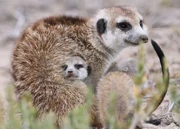 The much older Boss-Man had an instant bond with his baby brother, Keros