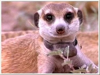 SkatKat the Whiskers dominant female of great lidership