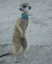 Rocket Dog subordinate with collar, March 2013