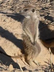Sub-adult Marganie