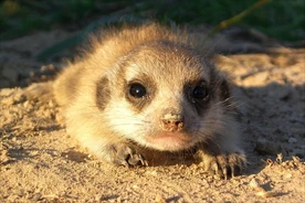Three week old Marganie resting at the burrow