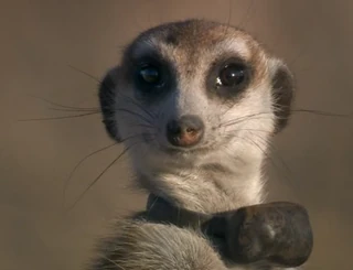 MollyHolly as the dominant female