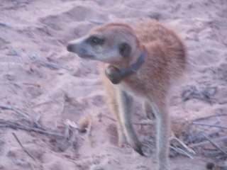 Dominant female Marganie