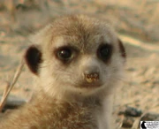 Two month old Cheetera out foraging