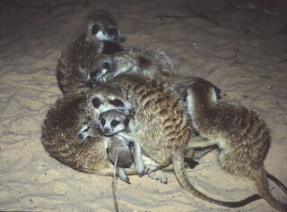Rocket Dog's litter