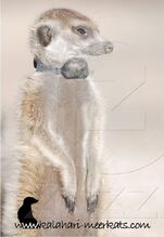 Rocket Dog as dominant female of the whole Mayans, June 2007