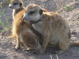 Marganie being groomed by Keros, with Lenore in the background