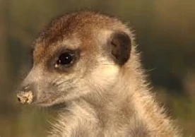 Sundance kid, Brave dominant and proud father