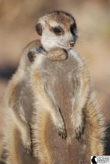 Miss Bunny pregnant with Marganie. Andreas stands behind her.