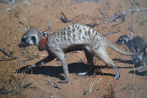 Diasurio in 1998 with two pups