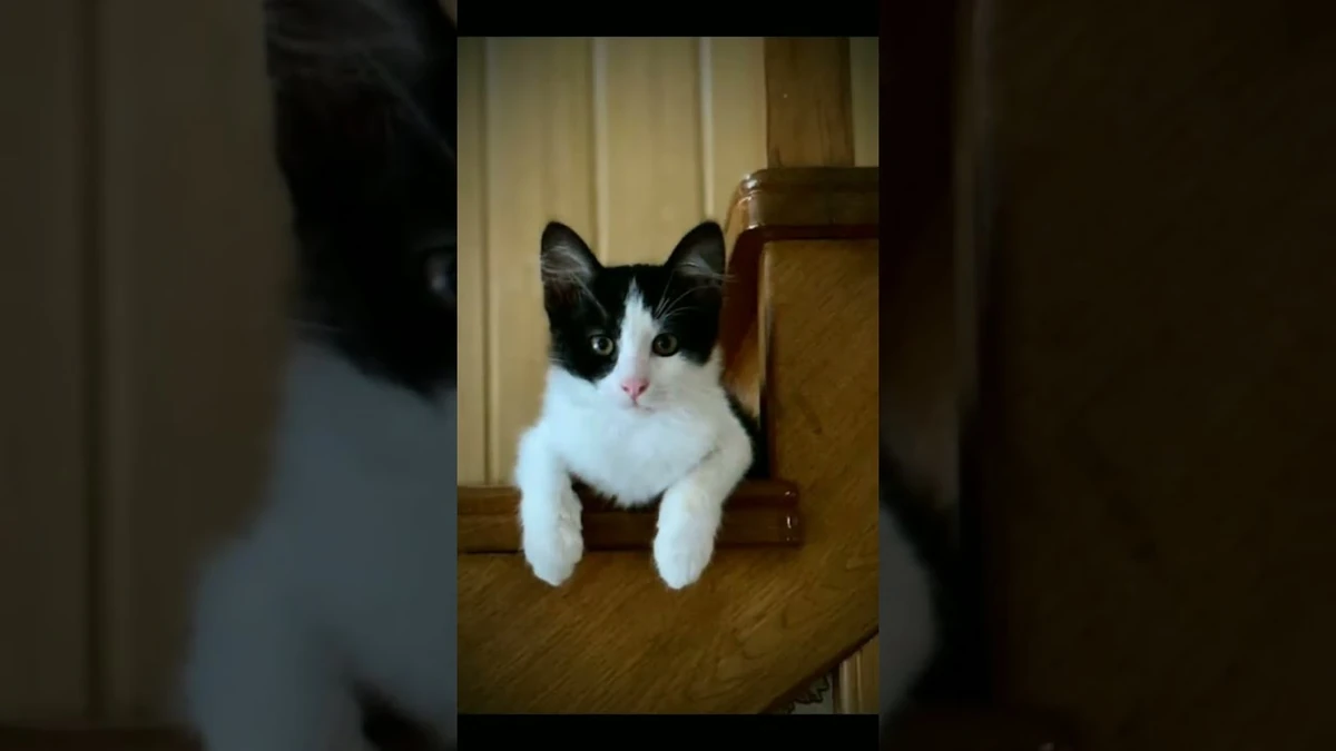 Анука давайка кот малыш и мурка. Юги и яни а ну ка давайка. Анука давайка. Юги и яни а ну ка давайка. Юги и яни а ну ка давайка.