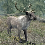 Deer(Skyrim)