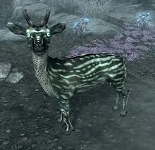 Nopelope.jpg
