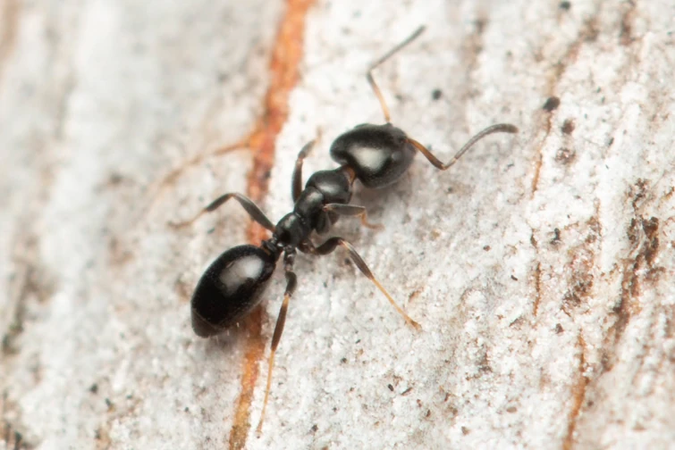 Day 15 of posting copper ants Fandom