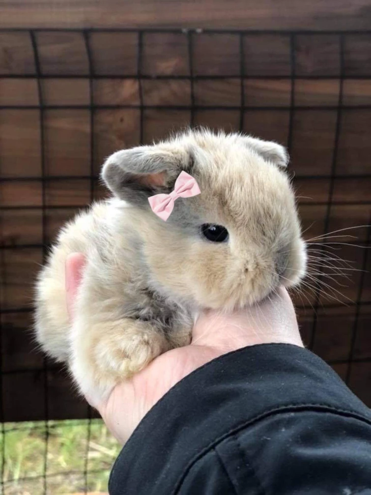 Discuss Everything About Retro Dev Wiki | Fandom