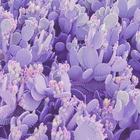 ~*Nonsensical Stars*~