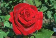 Beautiful-Rose