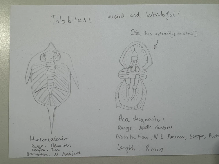 Random trilobite art Fandom