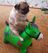 Carmen the pug's avatar