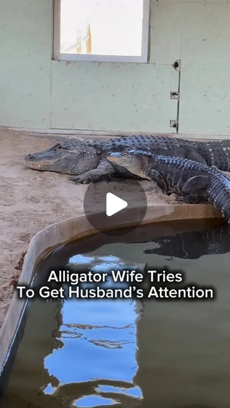 Wildlife Educator | Animal YouTuber on Instagram: "Alligator Wife Tries To Get Husband’s Attention"