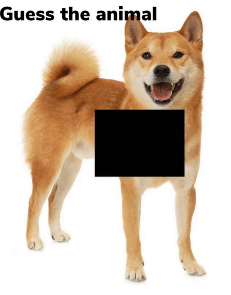 Shiba Inu  The Fandom Post