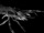 Asophix
