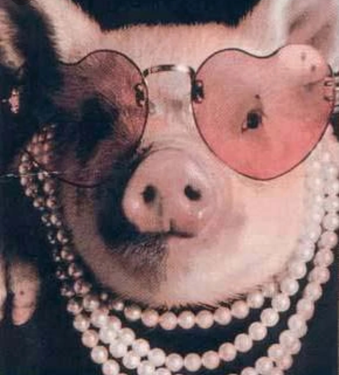 Глупые свиньи. Накрашинся свинья. Гламурная свинья. Свинеа в очках. Поросенок в очках.