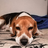 El Beagle's avatar