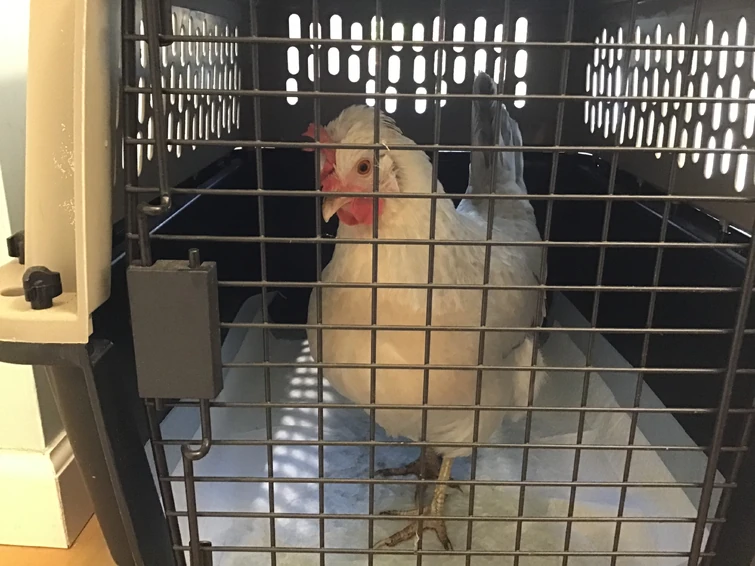 chicken in jail Fandom