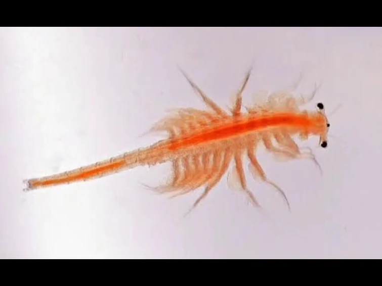 Gojipedia User Vortexthecomplex goes insane because of Brine Shrimp (GONE wrong) (not clickbait)