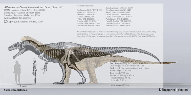 Here Is My 260 word Essay On How A Saurophaganax Could Kill A 