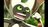 Momoisking's avatar