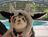 AwesomeFerret2018's avatar